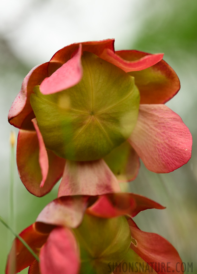 Sarracenia purpurea [105 mm, 1/640 sec at f / 8.0, ISO 1000]